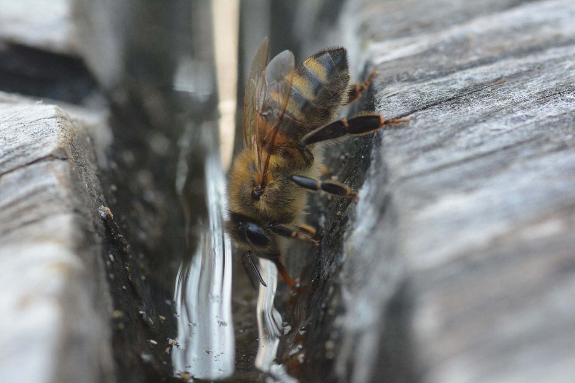 2.Pszczoła pijąca wodę fot.A.Pruszkowska