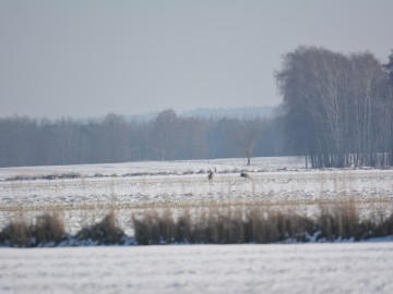 Zimowe Ptakoliczenie'2021 w BPK, A. Pruszkowska 
