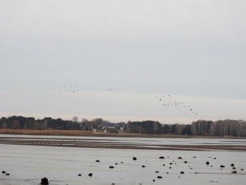 Monitoring Zimujących Ptaków Wodnych na Zbiorniku Sulejowskim – 2023, 
