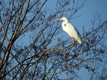 Monitoring Zimujących Ptaków Wodnych na Pilicy - 2022, <p>Czapla biała</p>