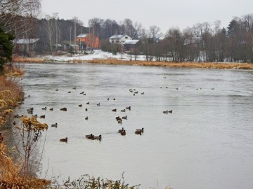 Monitoring Zimujących Ptaków Wodnych na Pilicy - 2022, <p>Pilica pod Żądłowicami - Kozłowcem</p>