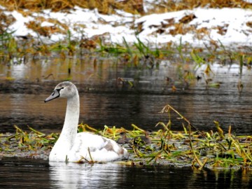 Monitoring Zimujących Ptaków Wodnych na Pilicy - 2022, <p>Młody łabędź niemy i skryte perkozki</p>