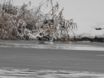Zimowe liczenia ptaków wodnych - 2018, <p>Samiec bielaczka. Fot. Szymon Kielan</p>