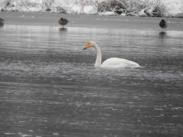 Zimowe liczenia ptaków wodnych - 2018, <p>Łabędź krzykliwy. Fot, Szmon Kielan</p>