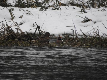 Zimowe liczenia ptaków wodnych - 2018, <p>Świstun. Fot. Szymon Kielan</p>
