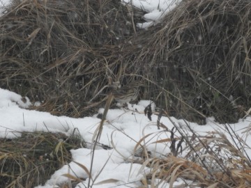 Zimowe liczenia ptaków wodnych - 2018, <p>Świergotek łąkowy. Fot. Szymon Kielan</p>