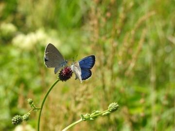 Monitoring chronionych motyli na terenie Spalskiego Parku Krajobraowego, <p>para modraszków telejusów na krwiściągu lekarskim</p>