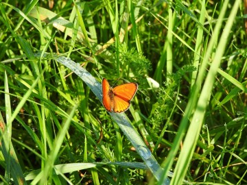 Monitoring chronionych motyli na terenie Spalskiego Parku Krajobraowego, <p>czerwończyk nieparek</p>
