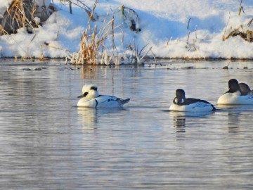Moniotring Zimujących Ptaków Wodnych na Pilicy - 2021, <p>Bielaczek i gągoły</p>