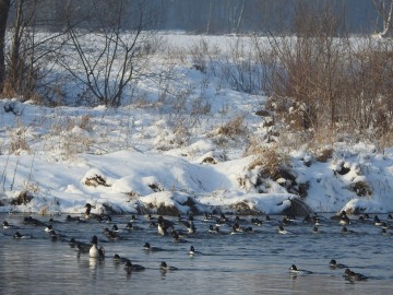 Moniotring Zimujących Ptaków Wodnych na Pilicy - 2021, <p>Stado gągołów</p>