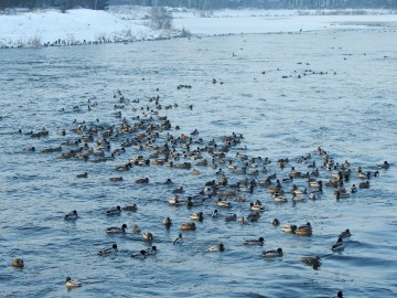 Moniotring Zimujących Ptaków Wodnych na Pilicy - 2021, <p>Krzyżówki pod zaporą w Smardzewicach</p>