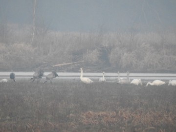 Monitorin Zimujących Ptaków Wodnych na Zbiorniku Sulejowskim - 2020, <p>Żurawie i łabędzie krzykliwe.</p>
