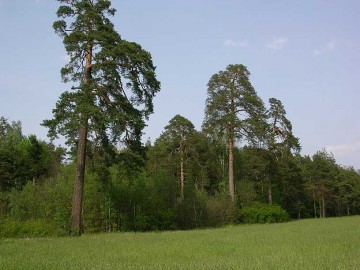 Grupa pomnikowych sosen na skraju rezerwatu Błogie, Piotr Wypych, OT NPK