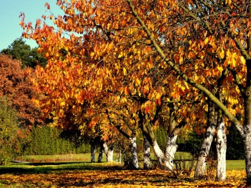 Julia Cybula - Krajobraz jesienny, 
