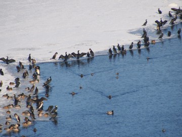 zimujące ptaki za tamą Zbiornika Sulejowskiego, wyjątkowo duza ilośc zimujących kormoranów, Piotr Wypych, OT NPK