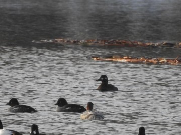 Zimowe liczenia ptaków wodnych - Pilica 2019, <p>Uhla</p>