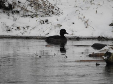 Zimowe liczenia ptaków wodnych - Pilica 2019, <p>Czernica</p>