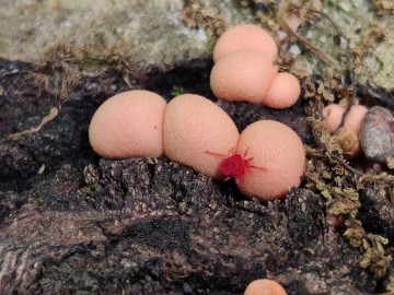 Zrosłozarodnie rulika groniastego (Lycogala epidendrum) i chodzący po nich lądzień czerwonatka, aksamitka (Trombidium holosericeum), <p>fot. Sebastian Piskorski</p>
