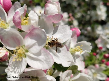 Pszczoła miodna na kwiatach jabłoni, <p>fot. Sebastian Piskorski</p>